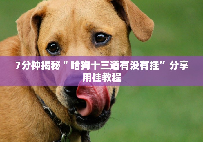 7分钟揭秘"哈狗十三道有没有挂”分享用挂教程 7分钟揭秘"哈狗十三道有没有挂”分享用挂教程