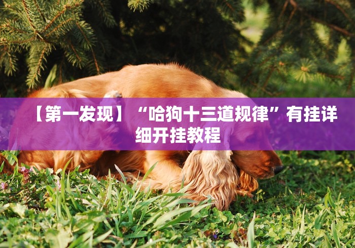 【第一发现】“哈狗十三道规律”有挂详细开挂教程 【第一发现】“哈狗十三道规律”有挂详细开挂教程