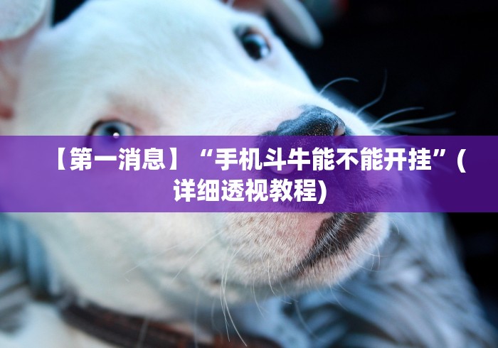 【第一消息】“手机斗牛能不能开挂”(详细透视教程)