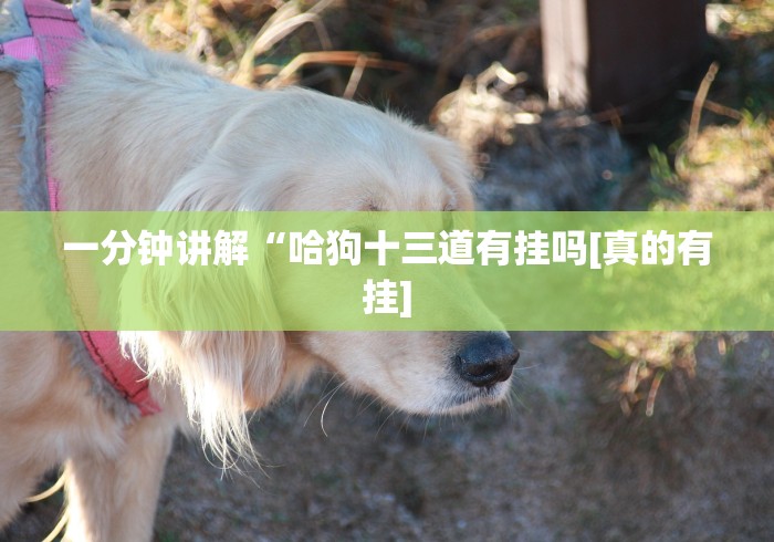 一分钟讲解“哈狗十三道有挂吗[真的有挂]