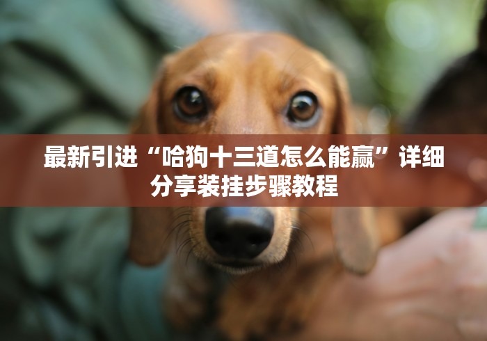 最新引进“哈狗十三道怎么能赢”详细分享装挂步骤教程