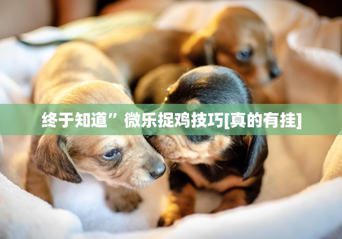 终于知道”微乐捉鸡技巧[真的有挂]