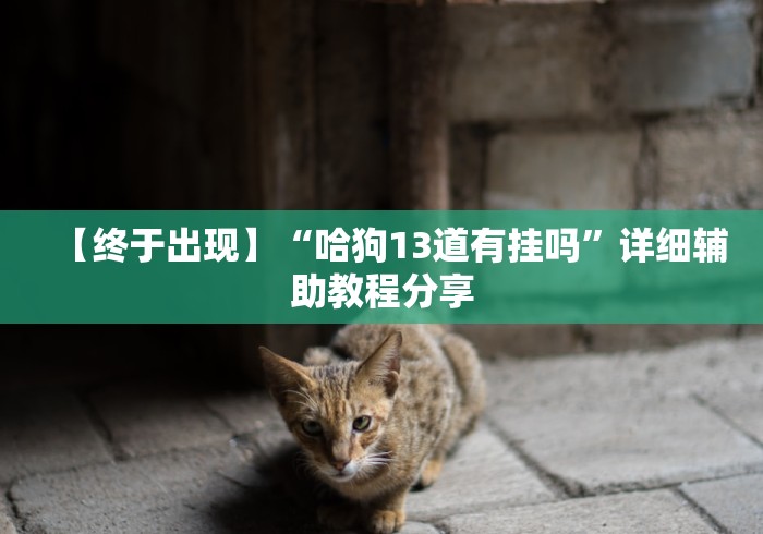 【终于出现】“哈狗13道有挂吗”详细辅助教程分享
